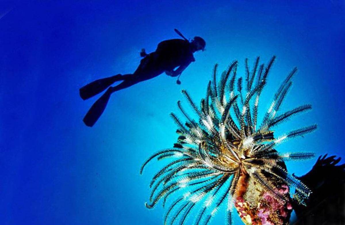 Pesce scorpione su coste italiane: "Pungersi può essere molto doloroso" -
