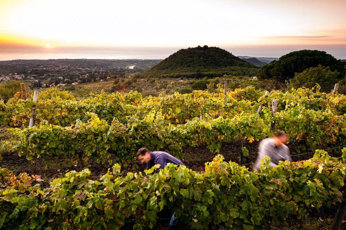 Vendemmia 2025 in Sicilia: le previsioni rivelano sorprendenti miglioramenti! | Sei pronto ad affrontare la realtà? -