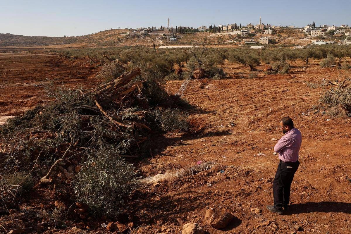 Cisgiordania, bulldozer israeliani sradicano centinaia di olivi - 