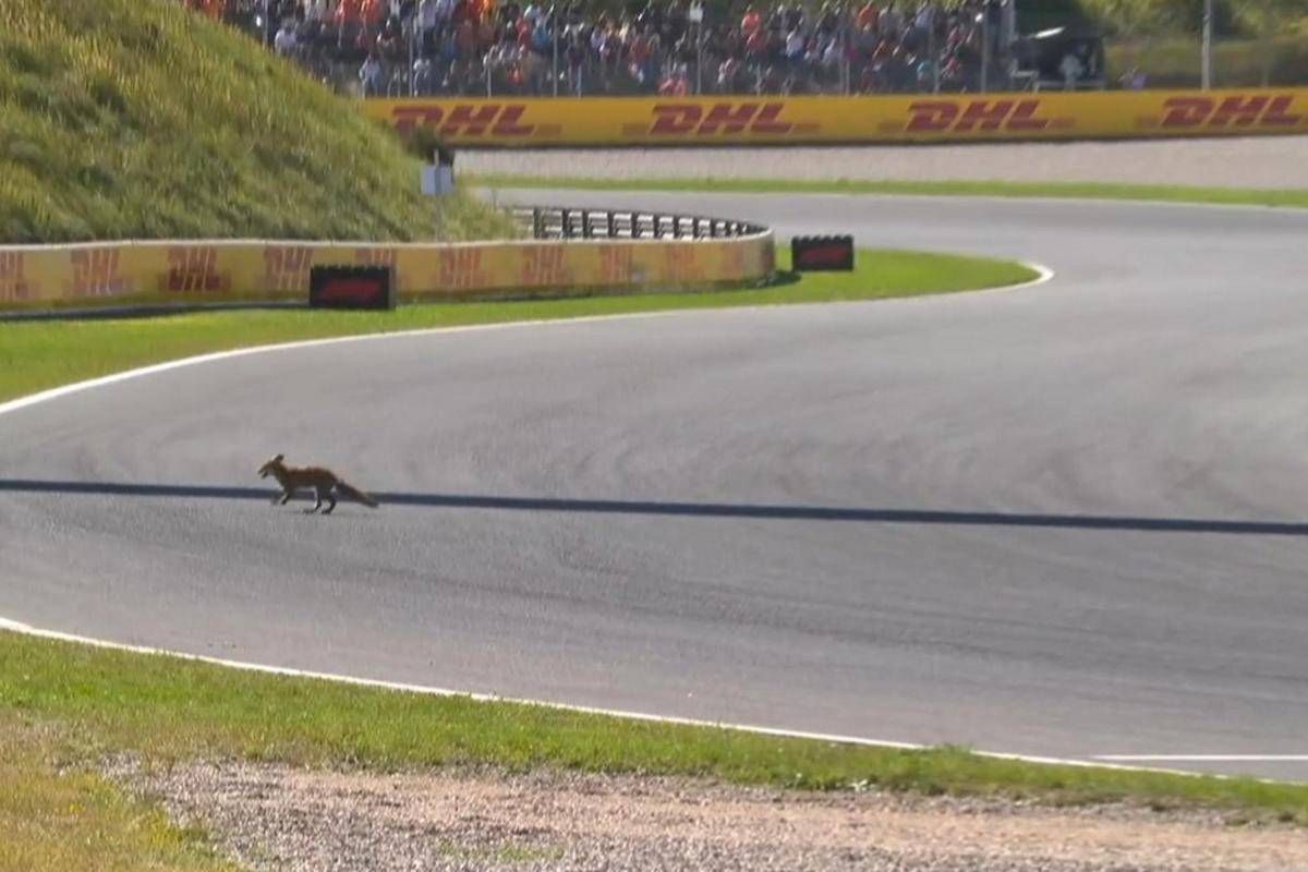 Formula 1, 'invasione di campo' in Olanda. Leclerc: "C'è una volpe in pista" -