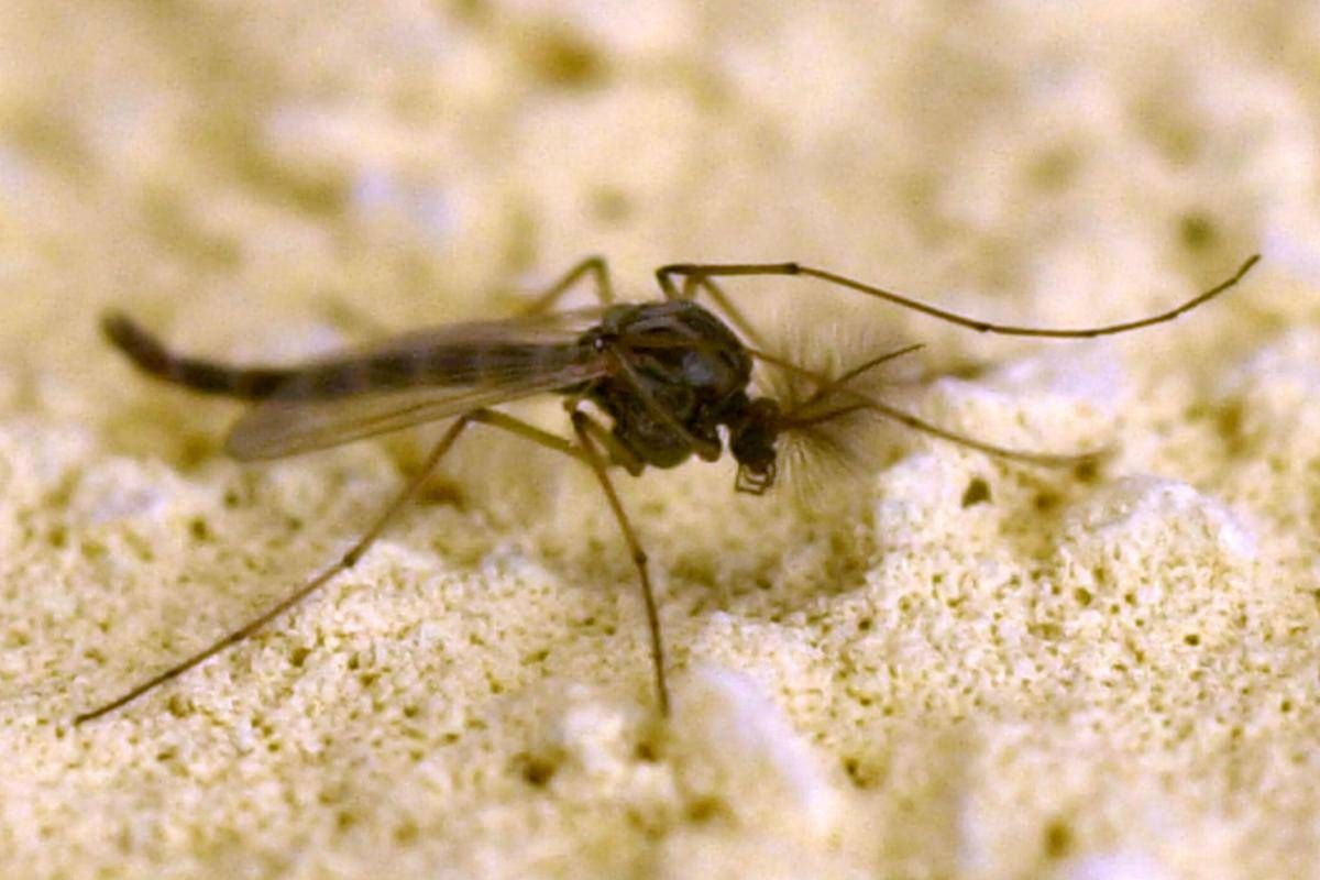 West Nile, Rezza: "In Campania tasso letalità elevato, possibile sottostima dei casi" -