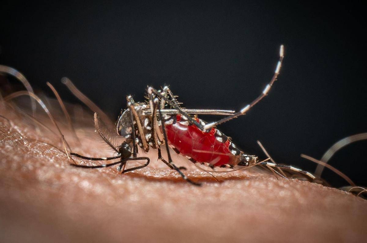 Chikungunya, primo caso autoctono in Veneto: contagiata 64enne -