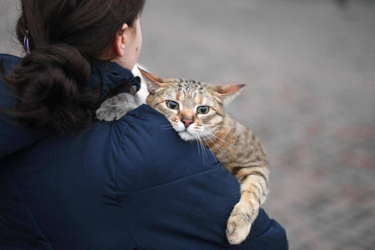 Gatti anziani come gli umani, con l'età anche i mici dimenticano: lo studio - 