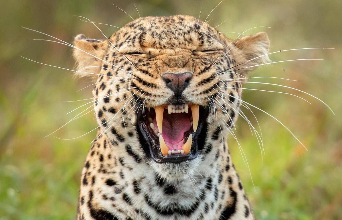 Dalle zebre di Orbán ai leopardi per Trump: leader mondiali e bizzarri zoo privati - 