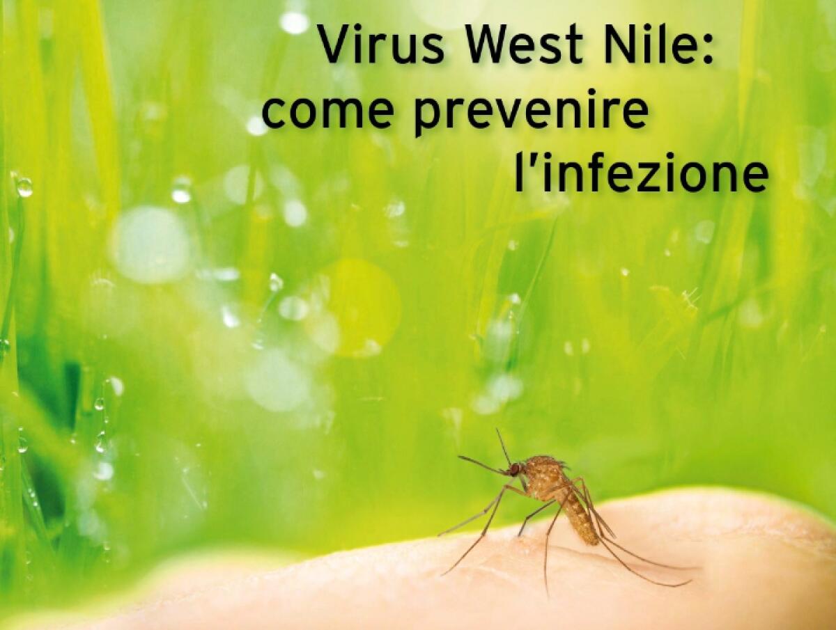 West Nile nel Comune di Messina | Scopri perché la tua sicurezza è a rischio e come proteggerti! - 