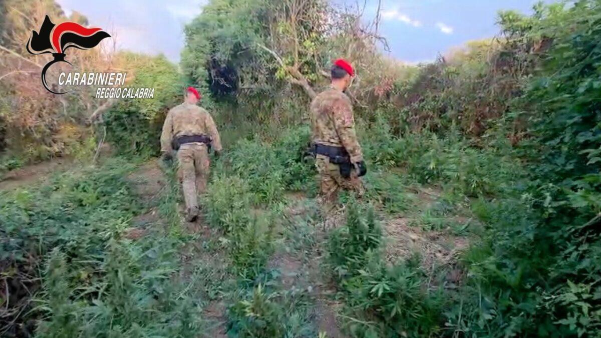 Scoperta incredibile in Calabria: duemila piante di marijuana nascoste nel bosco | Cosa ci dicono davvero queste piantagioni sul territorio? -