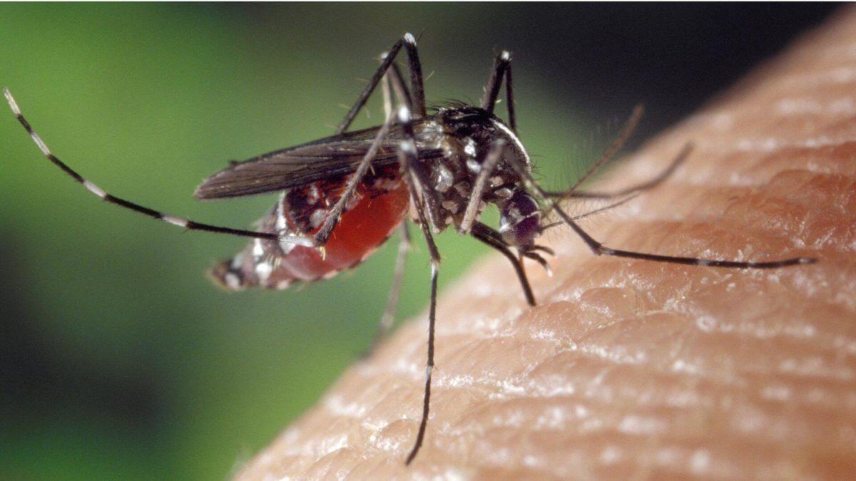 Virus West Nile in aumento | L'Italia si prepara a un'estate di paure irrazionali? - 