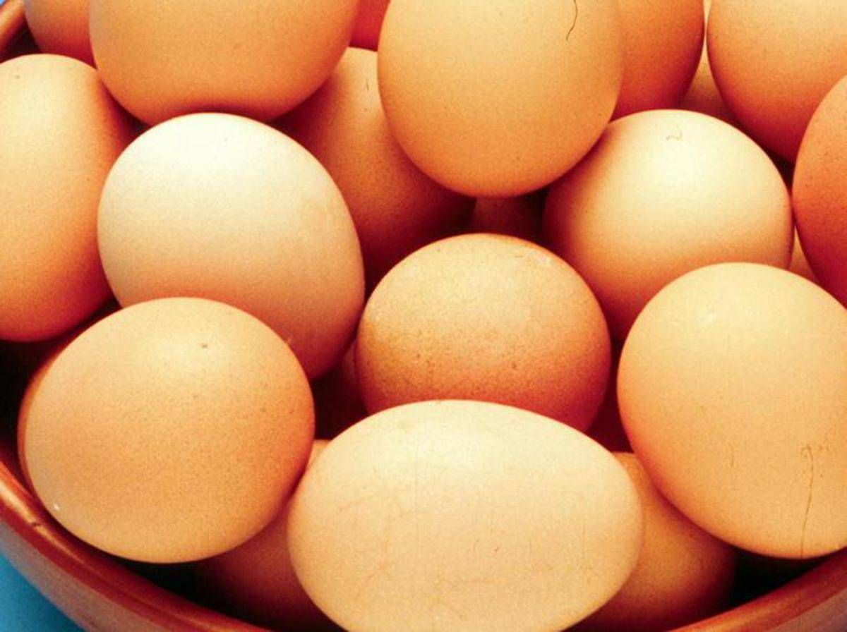 Salmonella, alert negli Usa: quasi 100 casi e uova ritirate dal mercato -