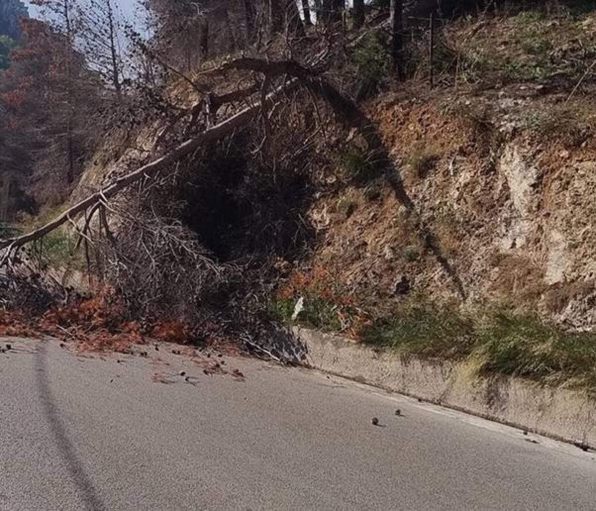 Rimozione di alberi pericolanti a Palermo | Perché si agisce solo dopo le emergenze? - 