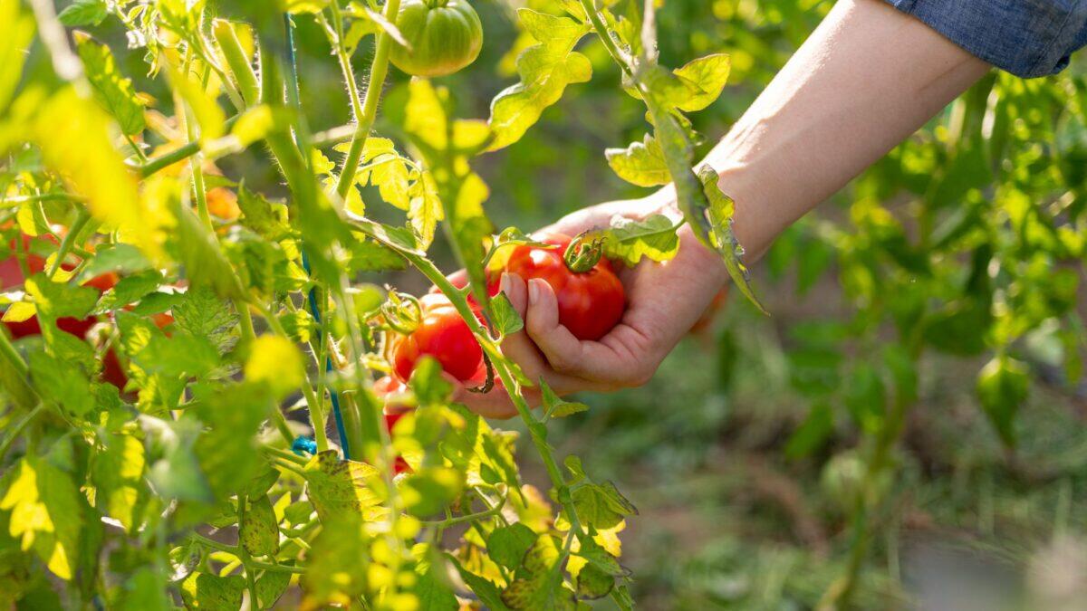 Raccolta pomodori da record | Perché il settore alimentare sta cambiando radicalmente! -