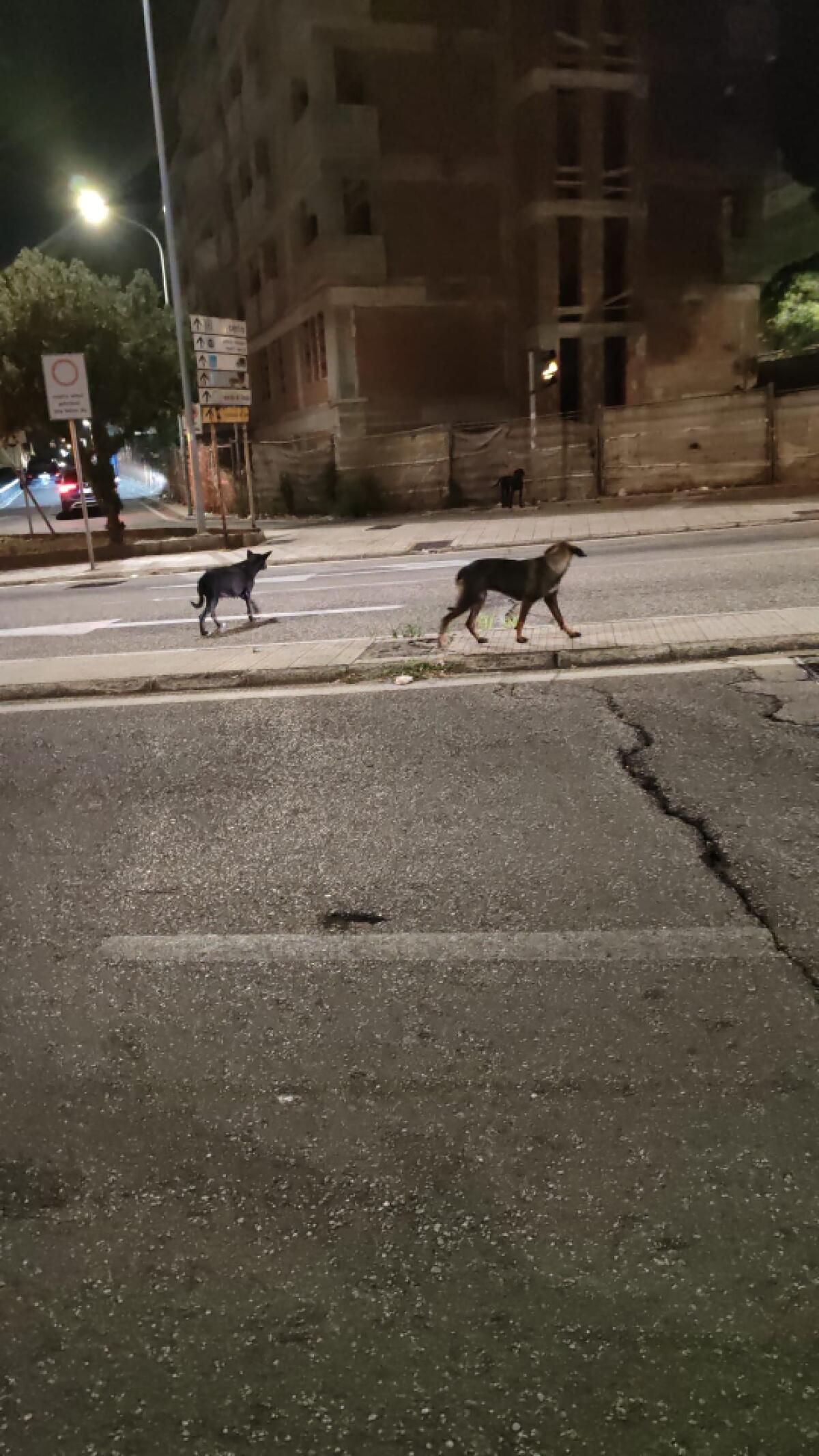 Cani randagi nel Comune di Messina | Scopri perché non tutti sono ciò che sembrano! - 