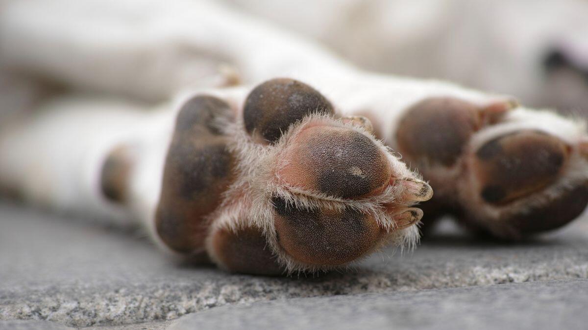 Cane trovato morto in una valigia | la reazione shock di Messina e il mistero da risolvere! -