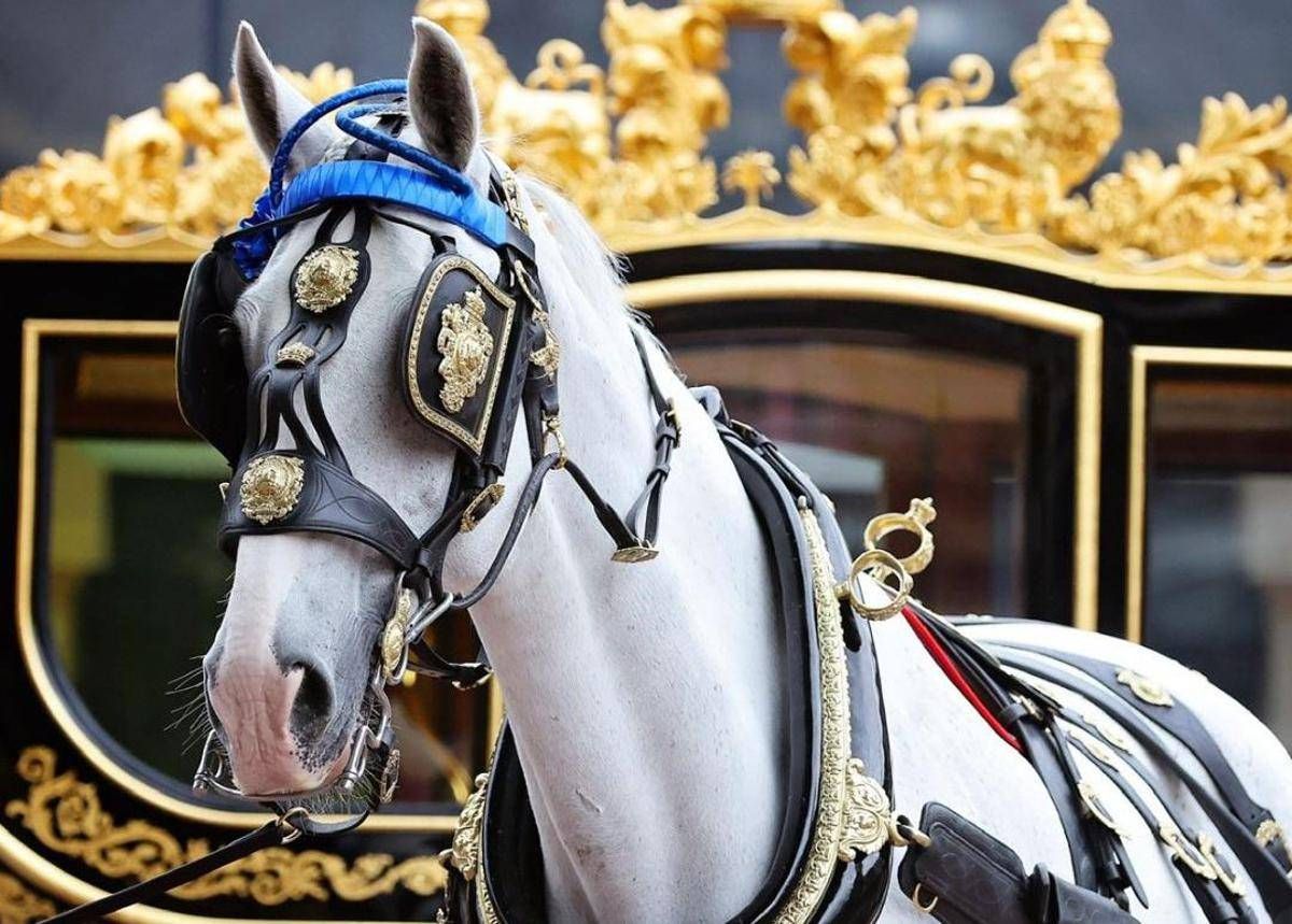 In pensione Tyrone, il cavallo più amato dalla regina Elisabetta -