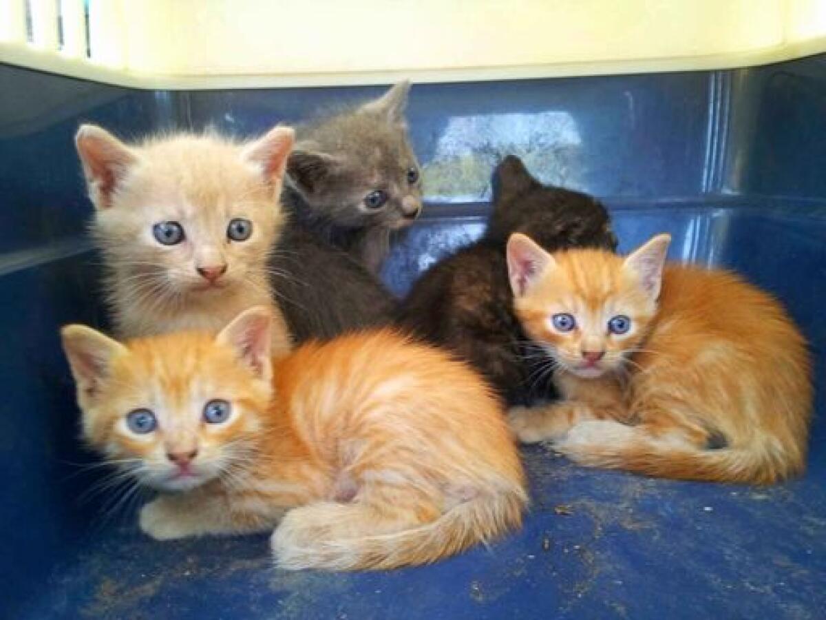 Gattini randagi impiccati a Caltanissetta | Gli animalisti lanciano un appello scioccante per fermare la crudeltà! - 