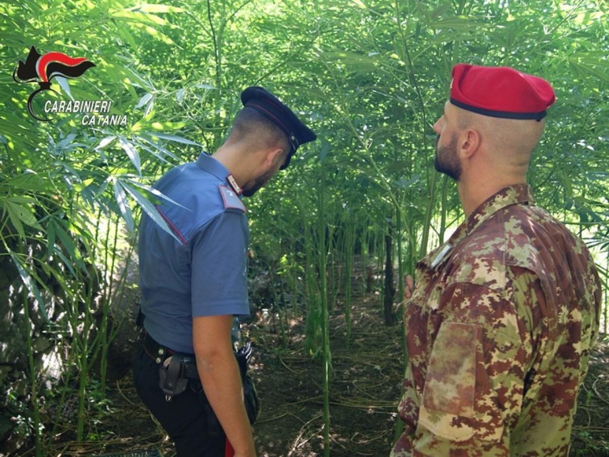 Scoperta incredibile in Sicilia | Cosa nasconde davvero un 74enne in una piantagione di cannabis? -
