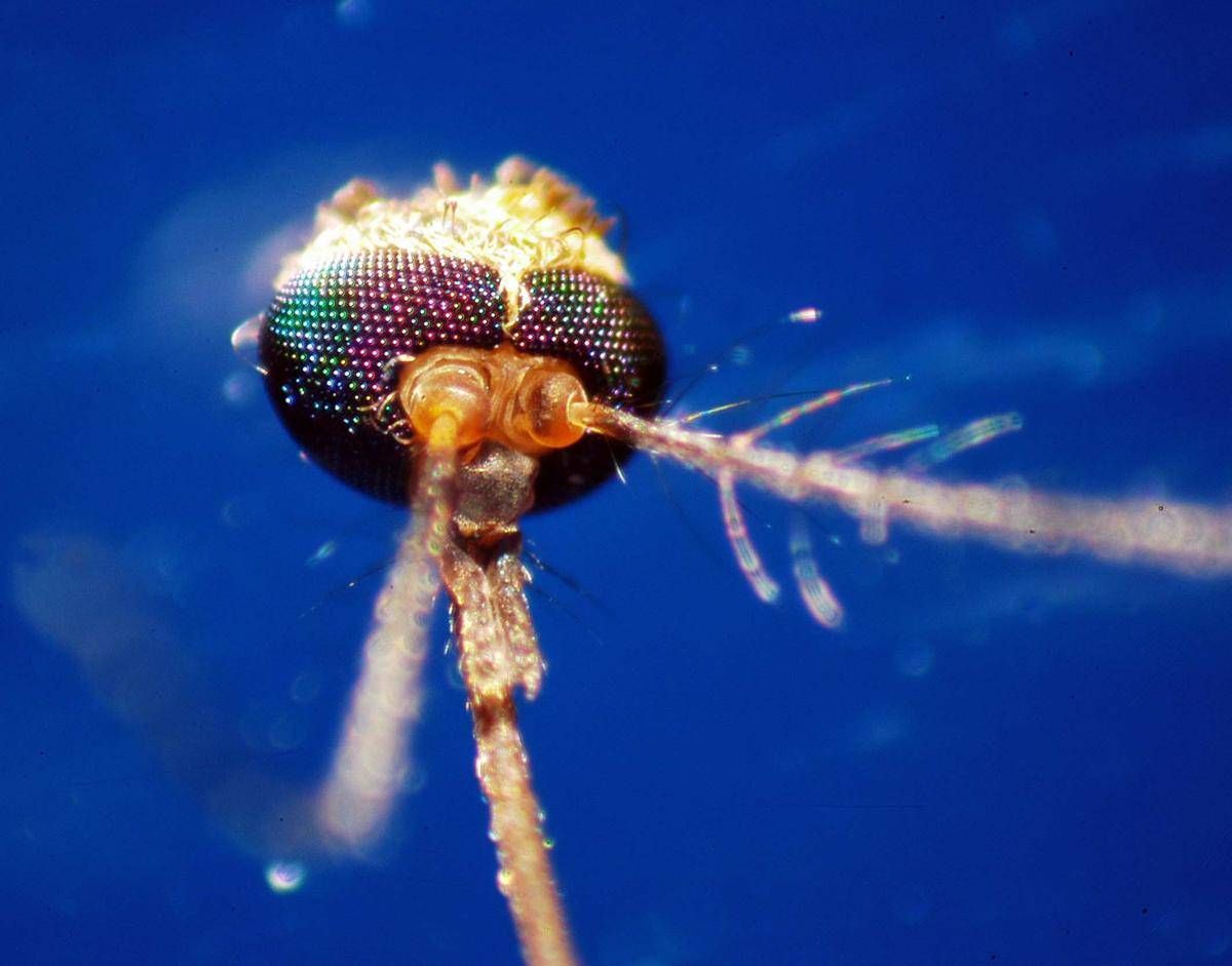 Dalla Dengue al West Nile, quale zanzara le trasmette: come riconoscerle - 