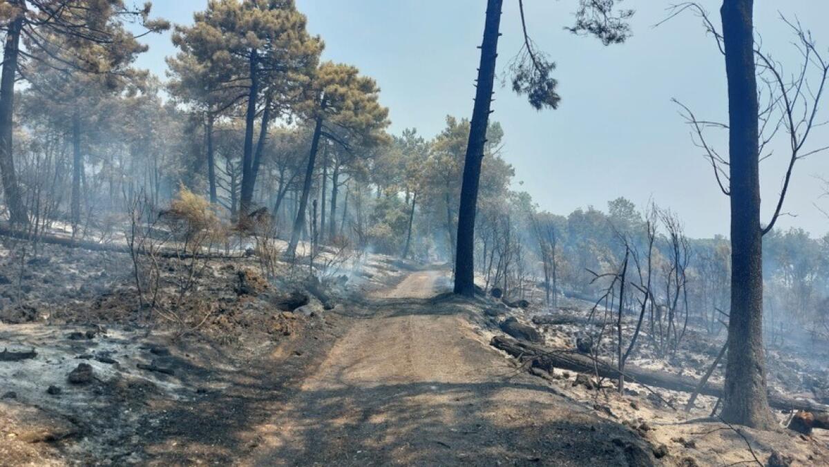 Vesuvio in fiamme: il dramma di centinaia di ettari distrutti | La veritĂ che nessuno ti ha mai raccontato! -