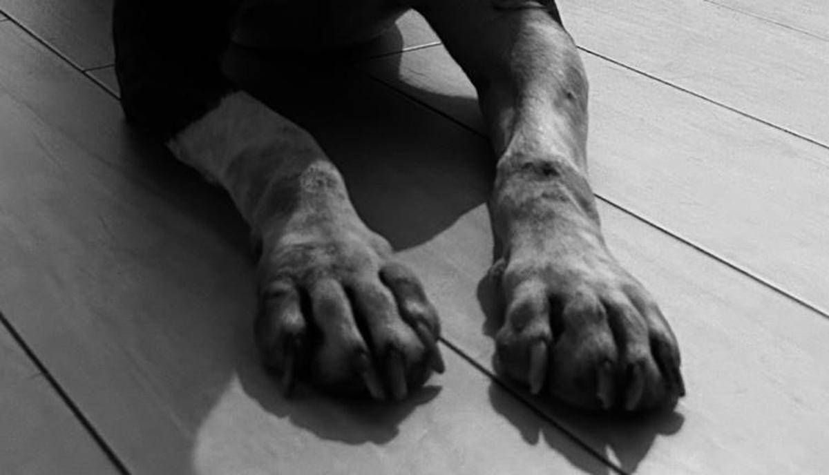 Messina, cane trovato morto in una valigia -
