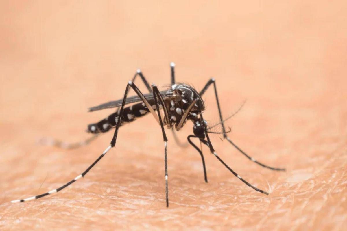 Cina, è allarme Chikungunya: oltre 7.700 casi -