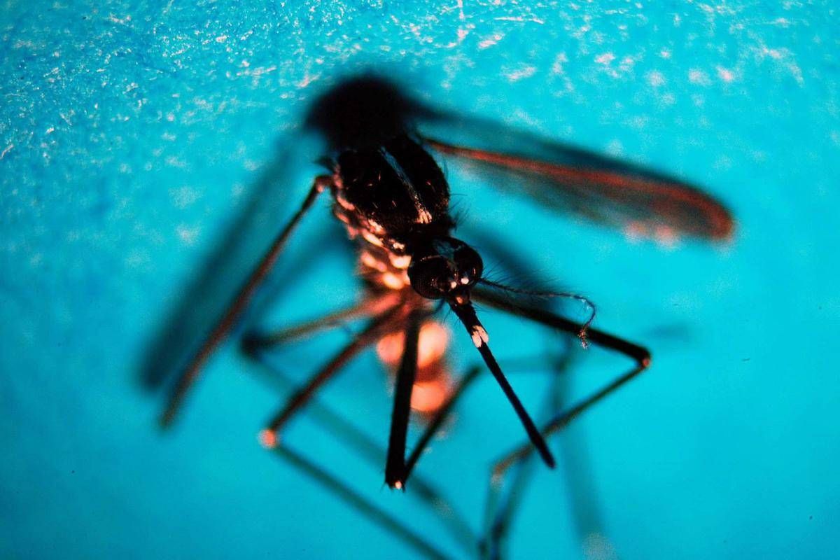 West Nile, primo caso autoctono in Toscana: febbre, malessere ed eruzione cutanea -