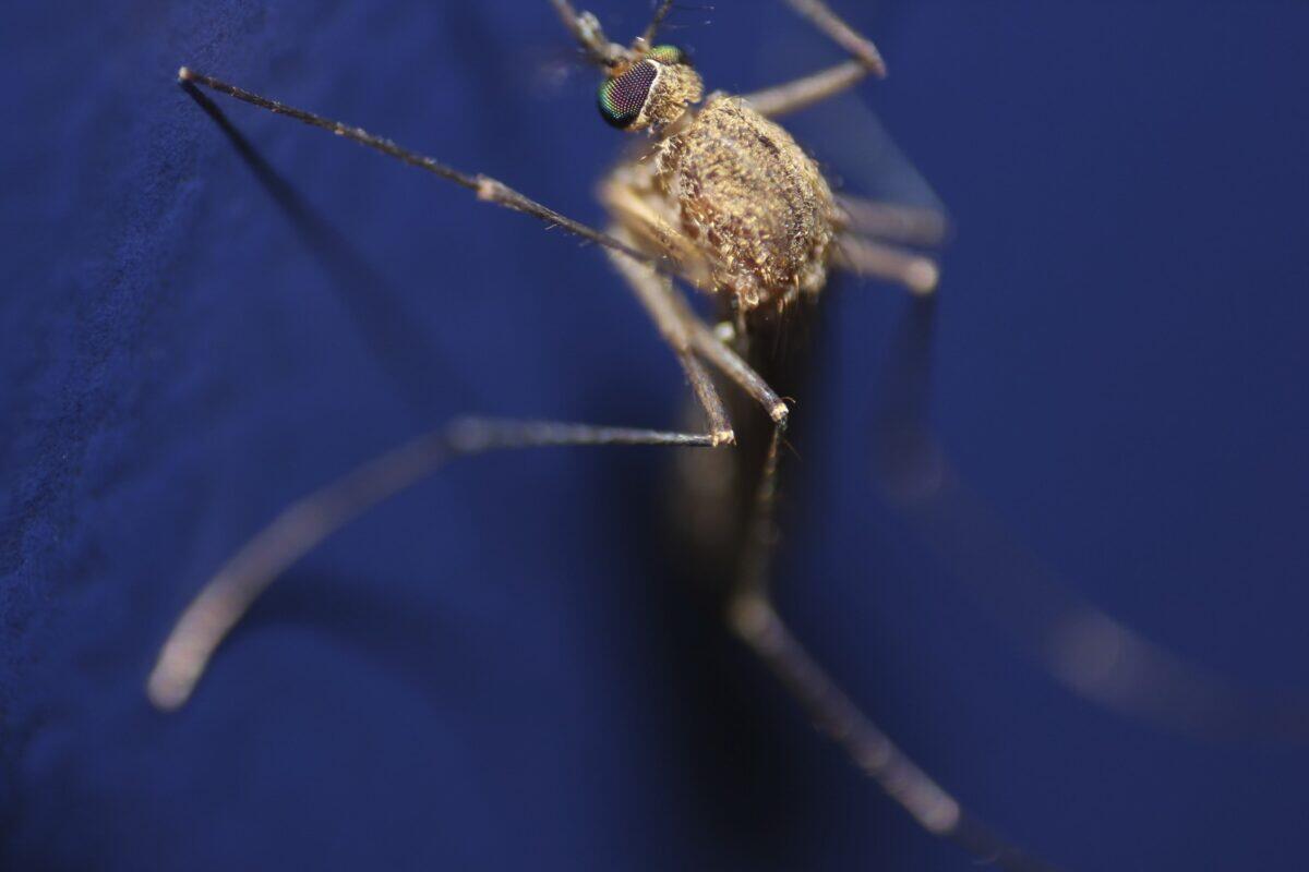 19 decessi per West Nile in Italia | Come un virus sta cambiando la sicurezza pubblica? -