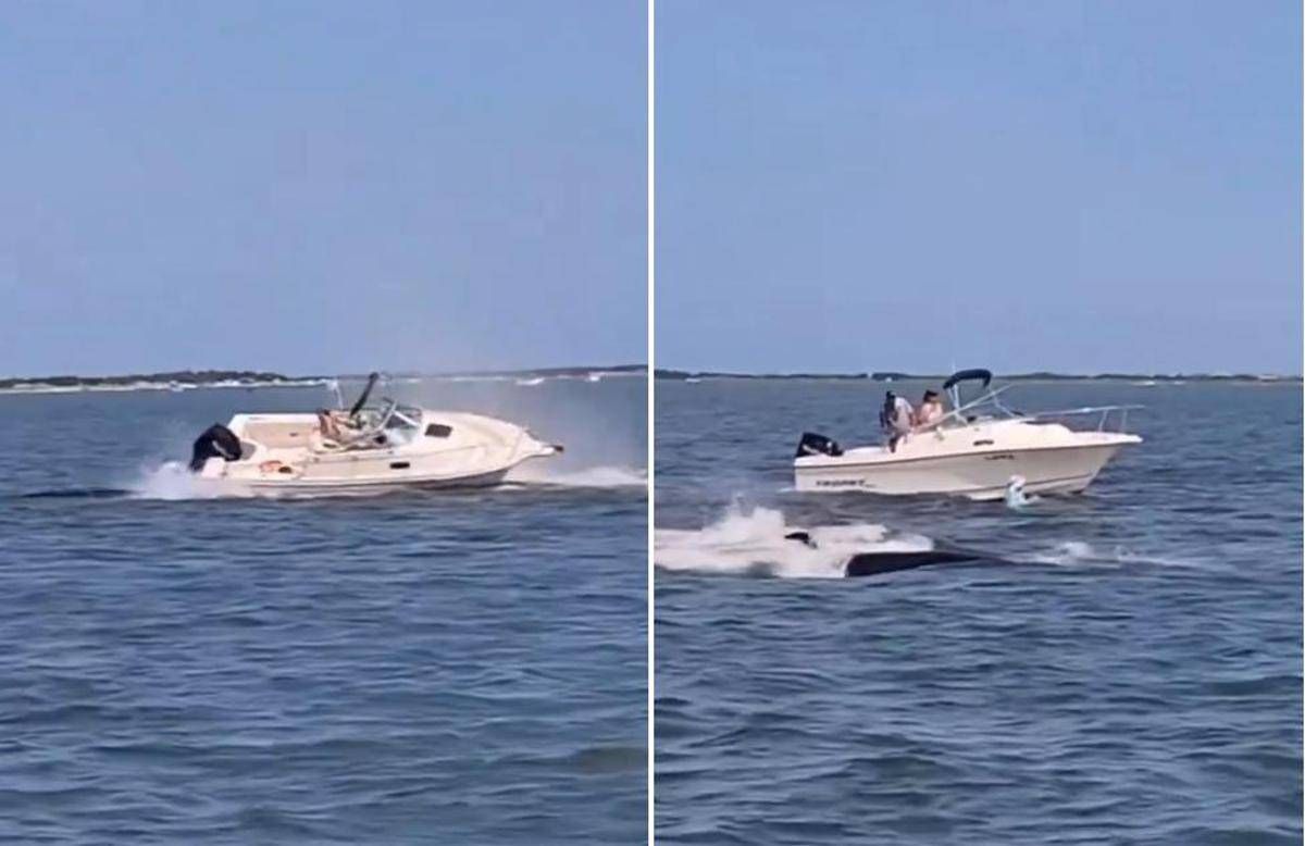 Balena contro barca, animale muore e uomo in mare -