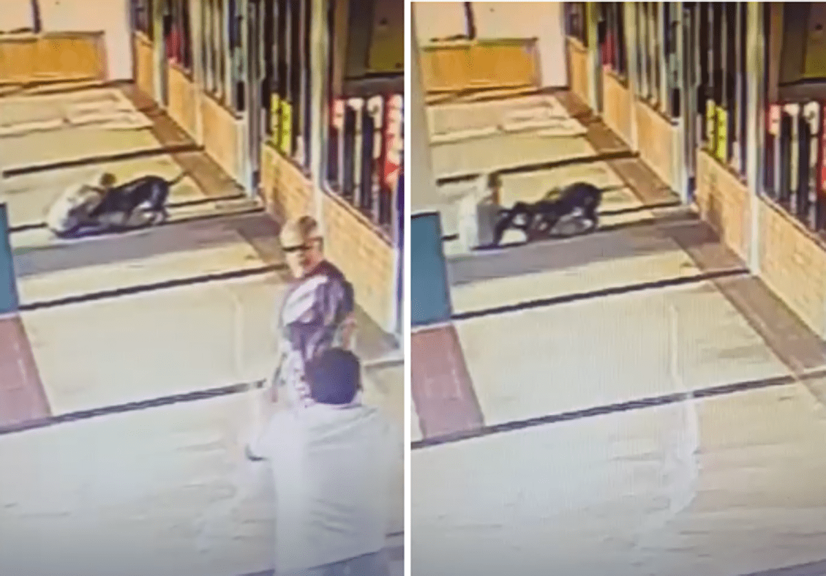 Donna prende a morsi un pitbull per salvare il suo cane: il video choc - 