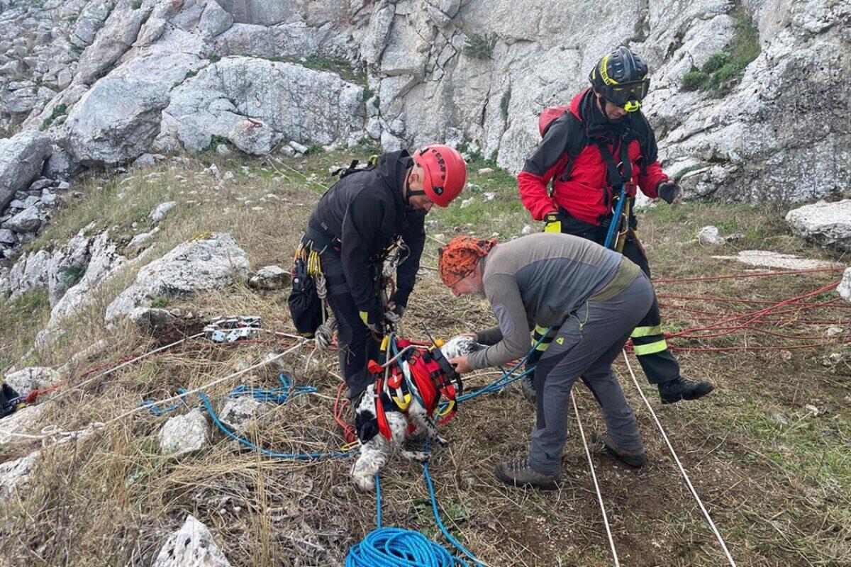 Cane salvato da un dirupo | Scopri come i Vigili del Fuoco hanno messo in gioco la loro vita! - 