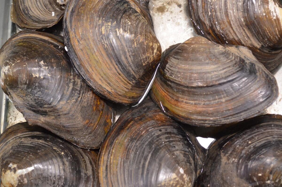 Vongole in crisi | La Regione Emilia-Romagna sta facendo abbastanza per salvare i pescatori? -