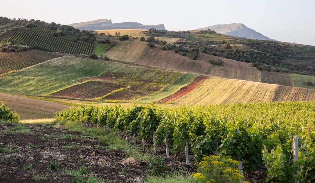 Vendemmia 2025: Il segreto di Principe di Corleone | Scopri perché il vino siciliano sta cambiando il futuro! - 