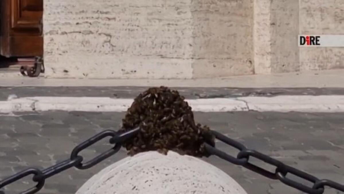 Api in festa a Montecitorio | Gli unici che possono fermare il caos sono gli apicoltori! -