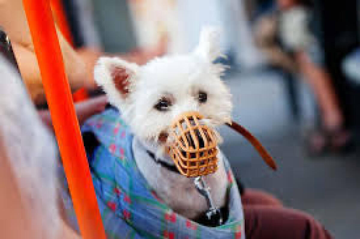 Palermo: l’autobus della vergogna rifiuta i cani! | Scopri perché è vietato e cosa cambia adesso! -