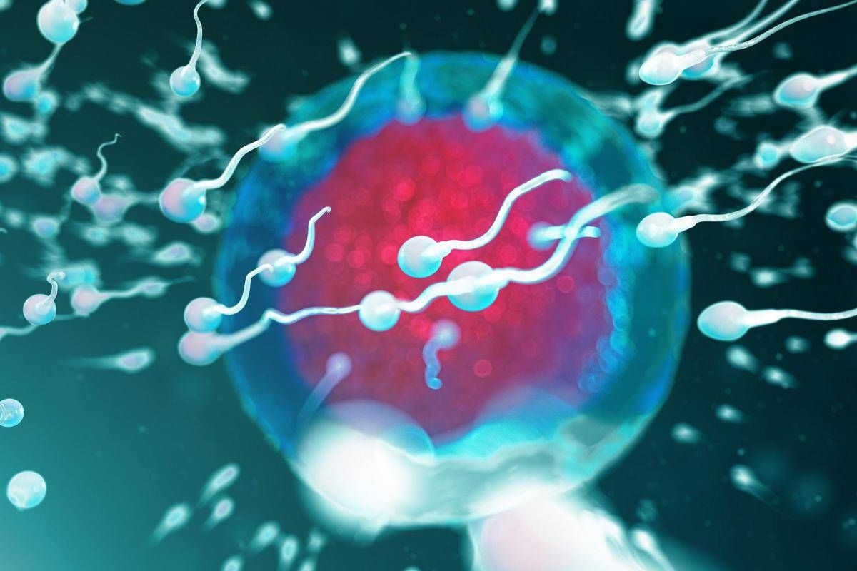 Così corrono gli spermatozoi, scoperte due proteine vitali per la fertilità - 
