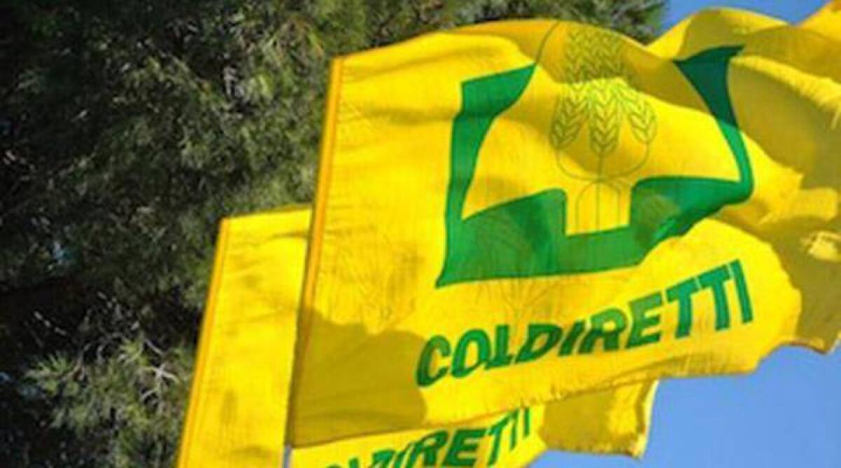 Comune di Caltanissetta prepara un evento sorprendete | Scopri perché non puoi perdertelo! - 