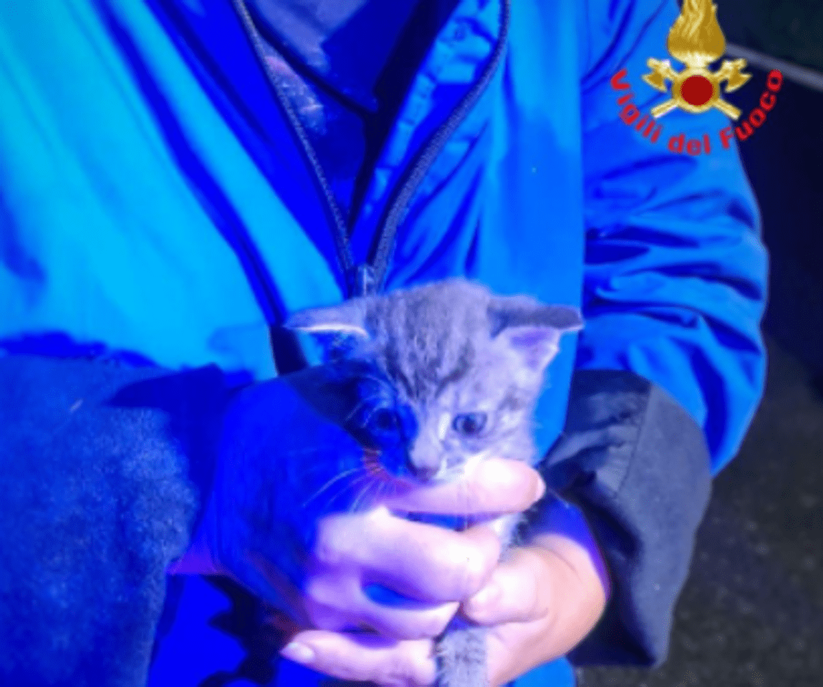 Chiuso in un sacchetto e gettato in una campana del vetro, salvato gattino di 20 giorni -