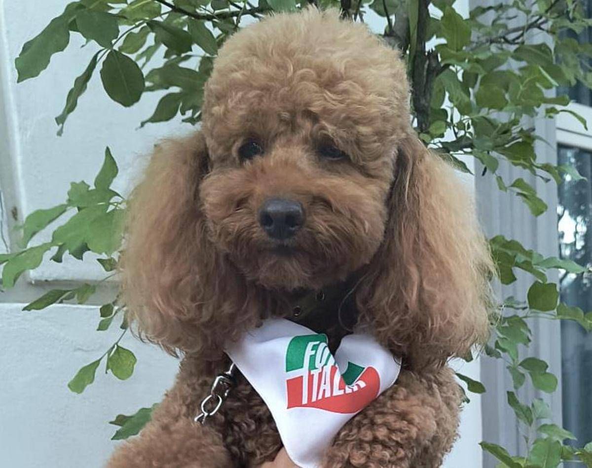 A Telese Terme c'è anche Tobia, il barboncino acchiappavoti di Forza Italia - 