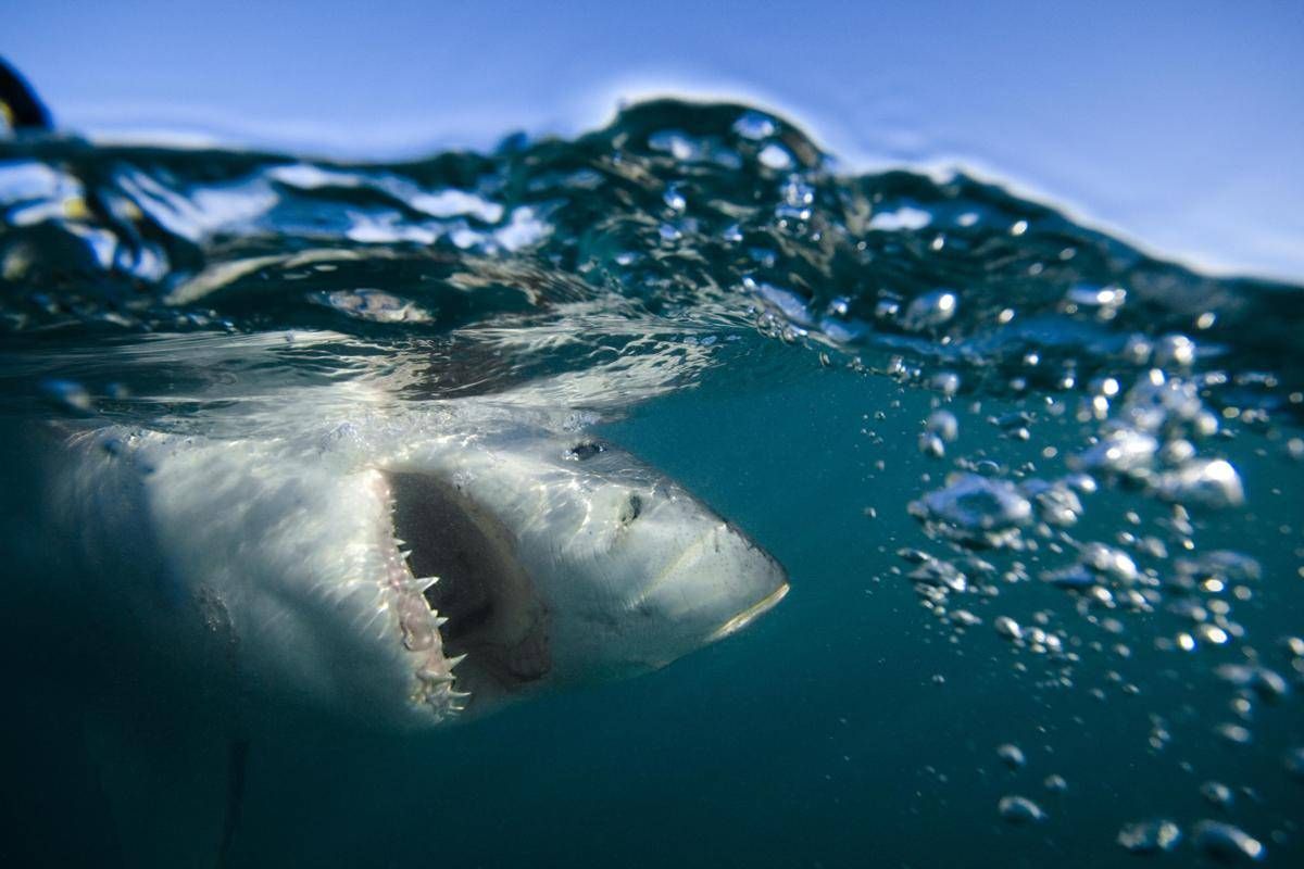 Australia, surfista ucciso da uno squalo a Sydney - 