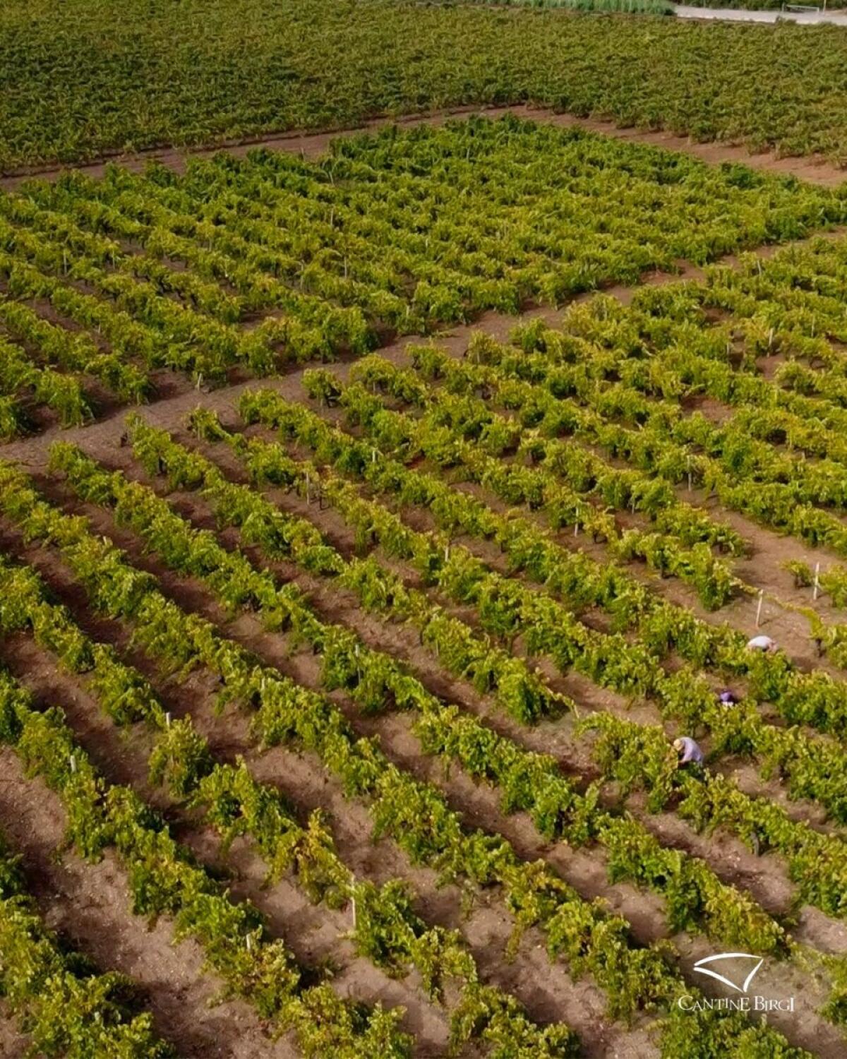 Italia pronta a sfondare quota 47 milioni di ettolitri | Ma il mercato potrà sostenere questa abbondanza? - 