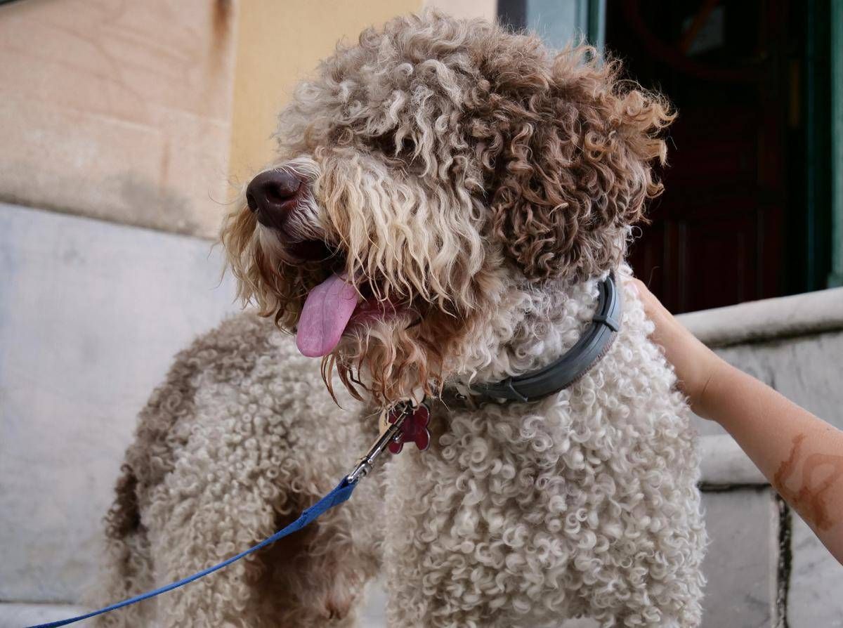 Bolzano, dal 2026 i cani potrebbero pagare una tassa annuale e una di soggiorno -