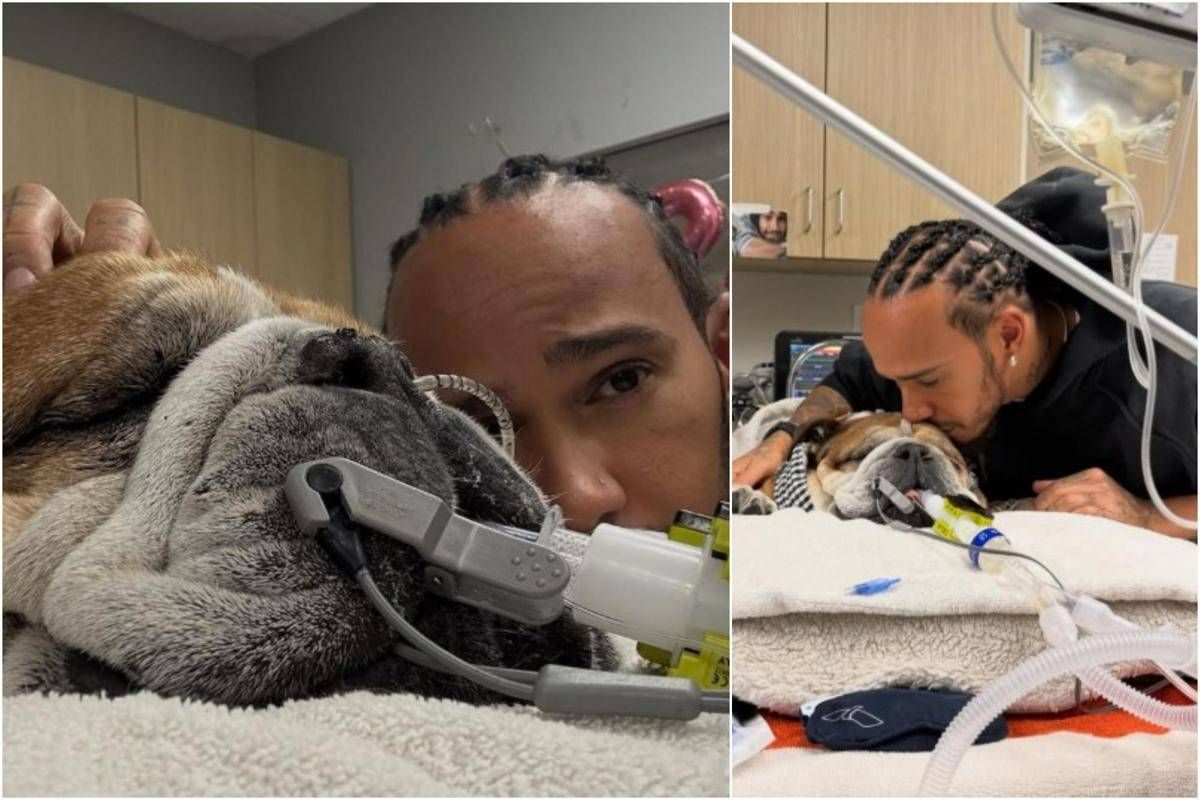 Hamilton, il cane Roscoe è malato: "Ha la polmonite, ora è in coma" - 