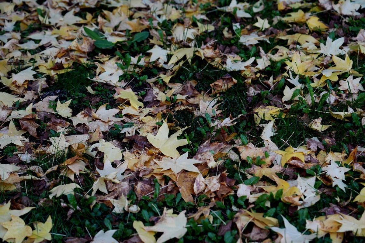 Oggi inizia la nuova stagione, cos'è e quando cade l'equinozio di autunno -