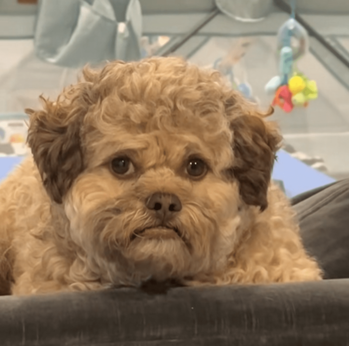 Il cane con la faccia umana, Max è virale sui social: "Somiglia a mio nipote" -