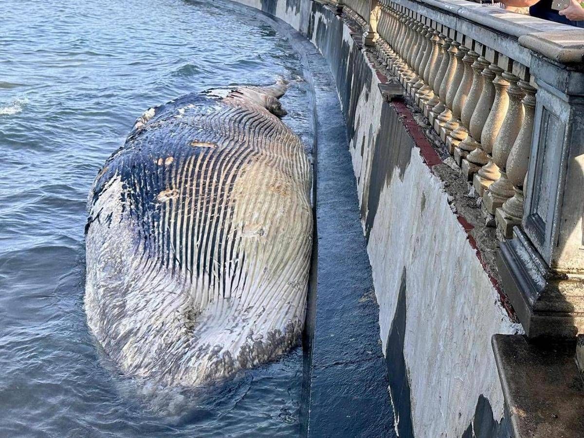 Livorno, carcassa di balenottera spiaggiata davanti alla Terrazza Mascagni - 