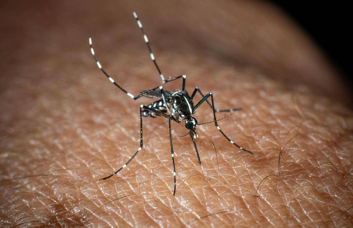 West Nile, Bassetti: "Non è finita, avremo casi fino a ottobre" -