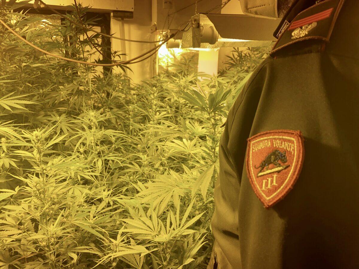 Polizia di Messina sorprende un 59enne con 50 piante di marijuana | Scopri cosa nascondeva realmente in casa sua! - 