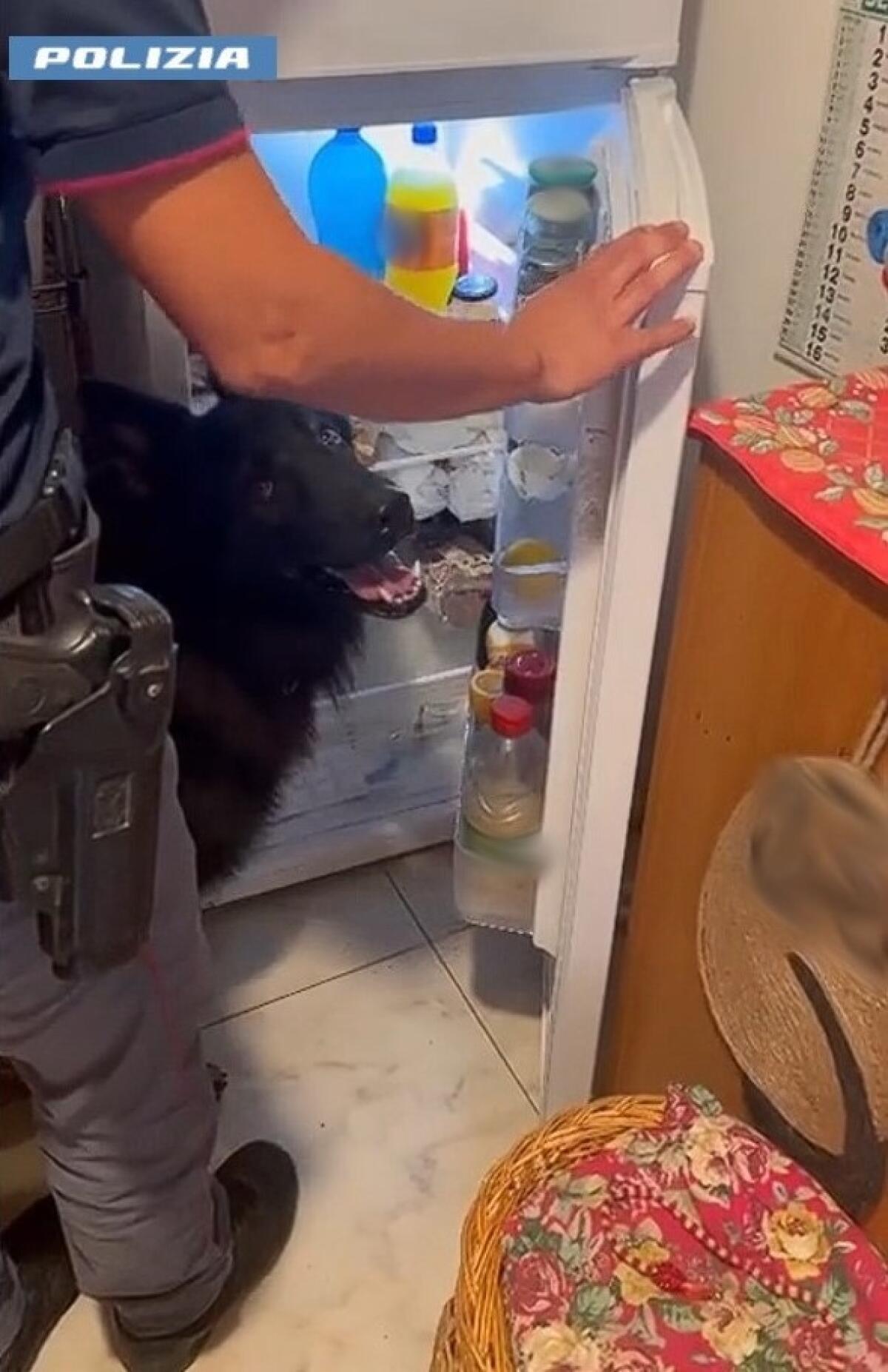 Scoperto hashish nel frigo! | Cosa nascondeva davvero il pregiudicato in Catania? - 