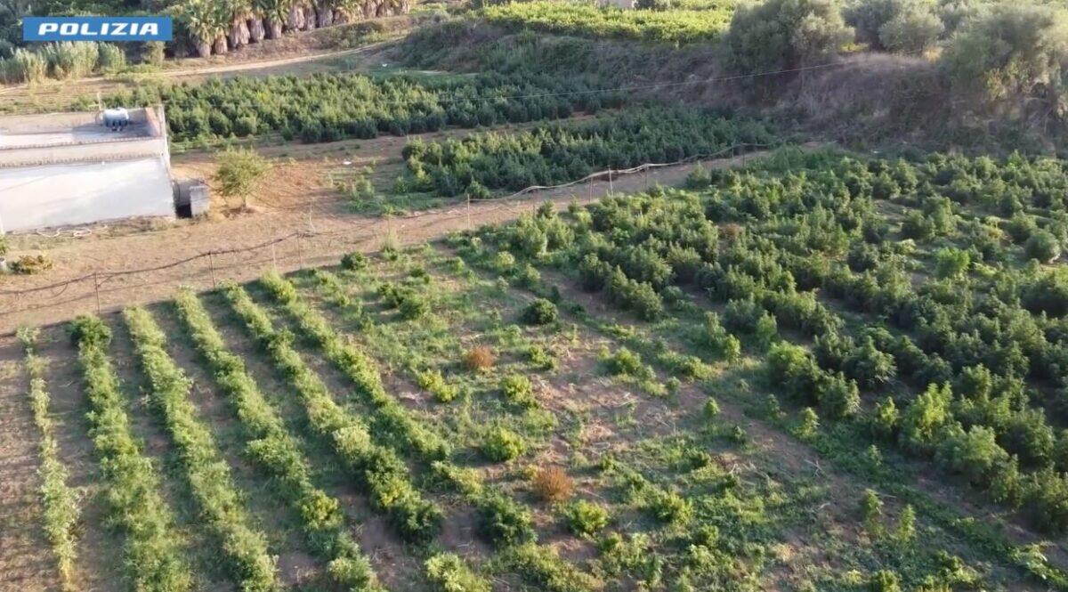 Arrestati i re della marijuana | Scopri come la Polizia di Palermo ha smascherato un'operazione da milioni! -