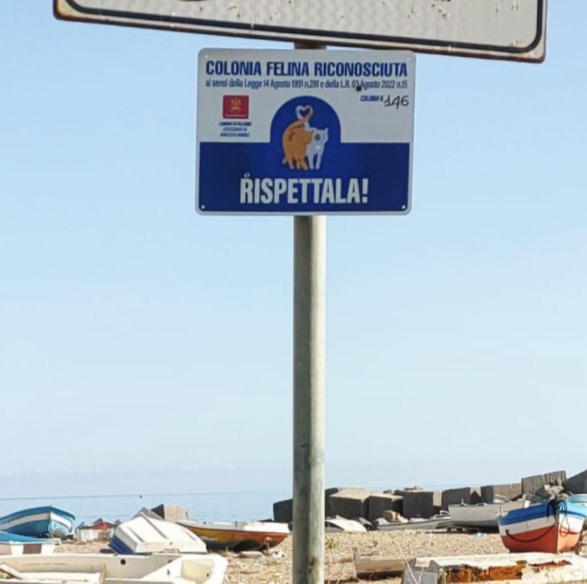 Palermo: l'assessore Ferrandelli salva i gatti avvelenati | Un gesto inaspettato che cambierà la storia del territorio! - 