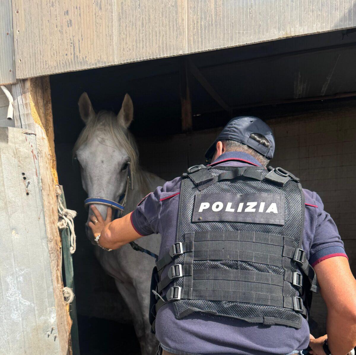 Polizia di Catania scopre cocaina in un terreno abbandonato | La verità choc sui maltrattamenti di cavalli! - 