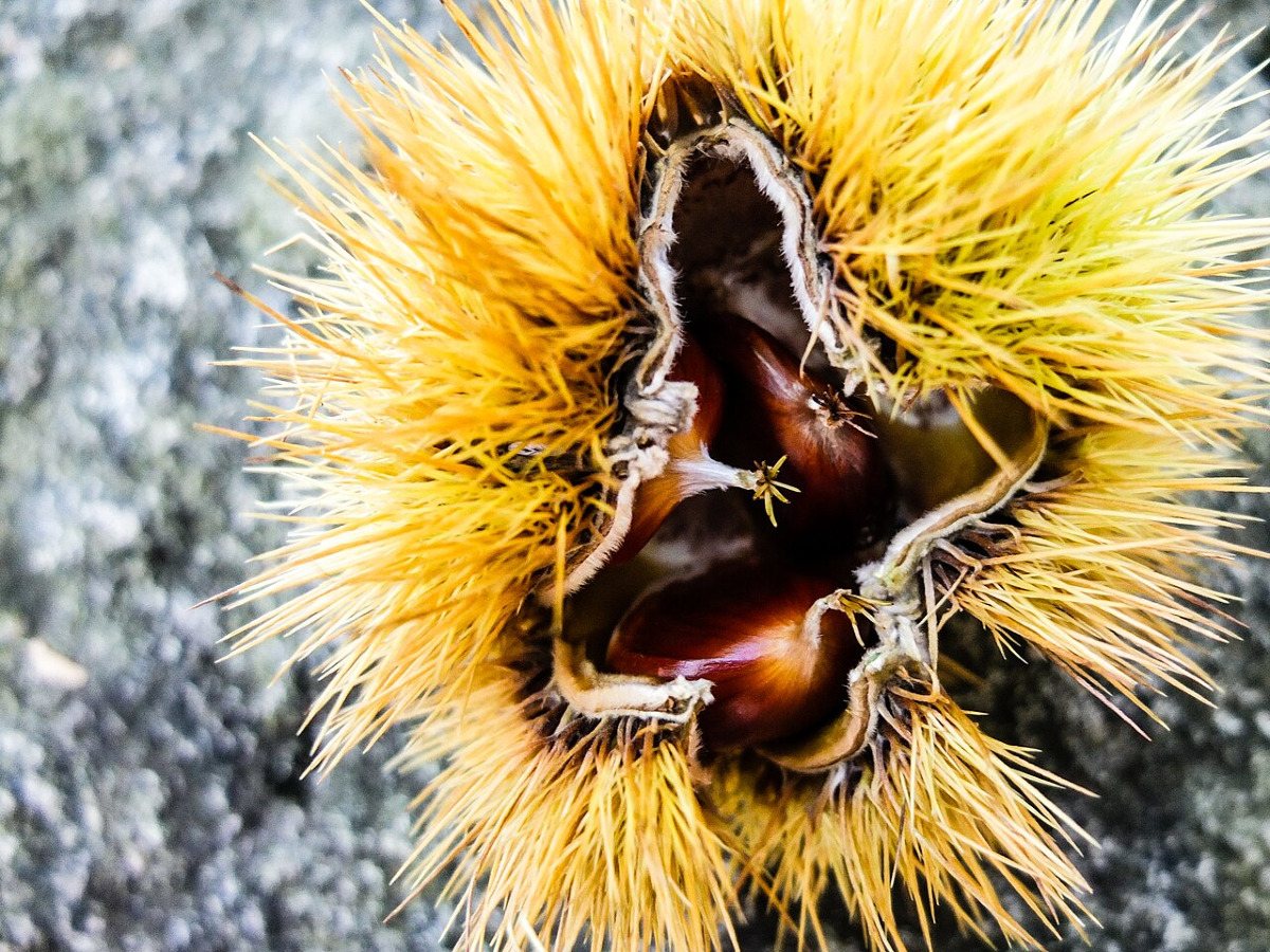 Il frutto che nacque tra la lava e cambiò per sempre le colline catanesi - Foto: Vcerljds/Wikipedia